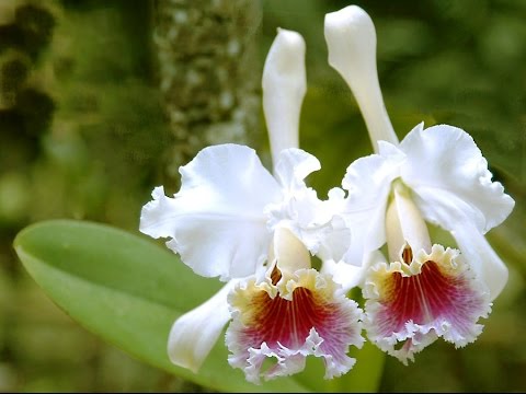 Los Soberanos de Huancavelica - Linda Florecilla