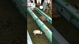 Download lagu Rabbit and Tortoise Race #rabbit #tortoise mp3 Download lagu Rabbit and Tortoise Race #rabbit #tortoise mp3