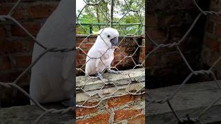 Download lagu LUCU❗️PINTAR BICARA BURUNG KAKAK TUA mp3