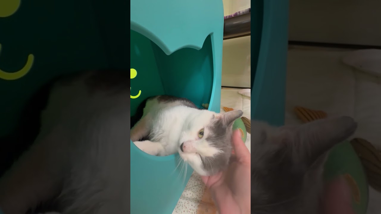 Enlarge Goose, a Adopted Domestic Short Hair in Oshkosh, WI video 5/5