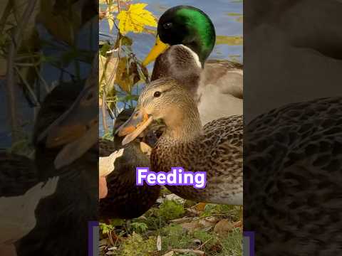 野鳥への餌やりはいつやめるべきですか?春のお手入れ方法は？  庭園