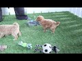 Bichpoo dogs for sale: Rosie - Video 1