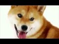 MLG Doge 
