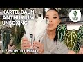 Kartel Daun anthurium unboxing + 1 week check-in and updates from last year's plants!