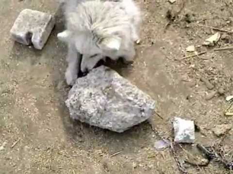 eater stones - kamenožrout