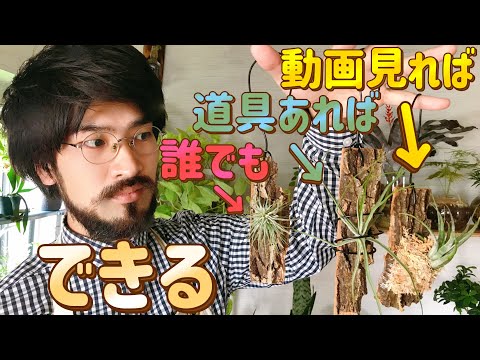 園芸 コルク樫、コルシエ、スーリエ、スーベ、シオール