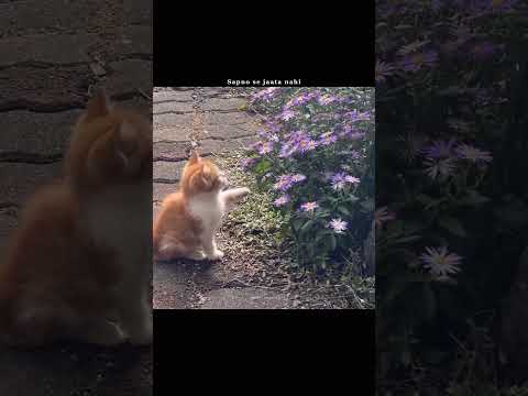 Finding Her | Kushagra | Aesthetic Status | lyrics status | whatsapp status |