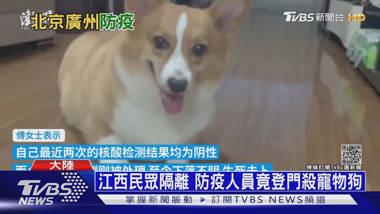 江西民眾隔離 防疫人員竟登門殺寵物狗