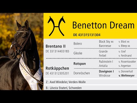 Hannoveraner TV: Hengst des Jahres 2025 -  Benetton Dream