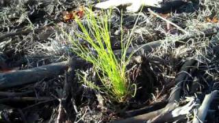 preview picture of video 'Planting Containerized Longleaf'