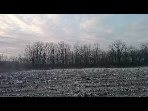 Accipiter gentilis Femela juvenil
