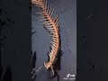 Eating fish bones