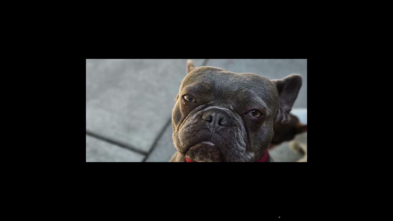 Enlarge Miss Frenchy, an adopted French Bulldog in Weeki Wachee, FL video 2/6