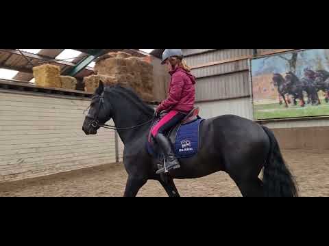 Stal Okkema's Eelke ridden by 10 years old girl - Eise x Dries - Star Stallion -  2017 - 1.65m