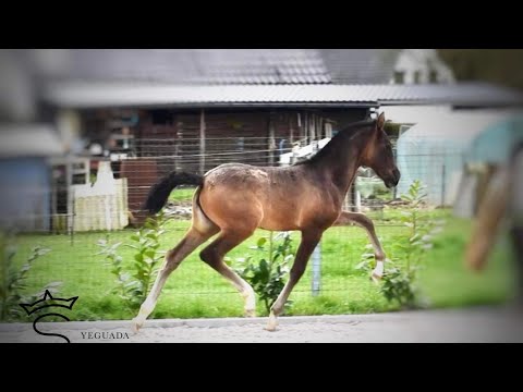 DIAMANTE DE SCUDERIA ➖ SIRED BY POETA DE SUSAETA & DOBLON-TR