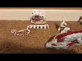 Chompy Toyland Short How The Moon Rabbit In China Dragon Who Save Lunar New Year 2025