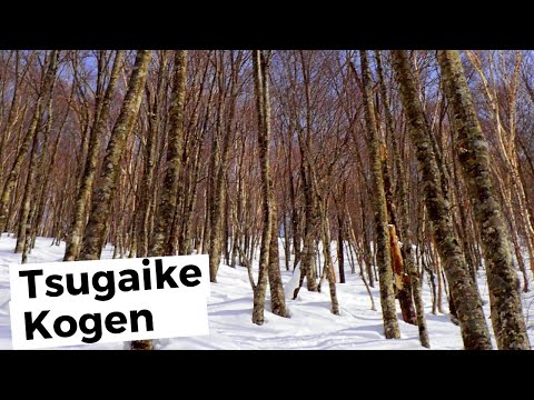 Tsugaike Kogen Ski Resort Review