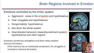 The Limbic System