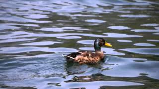 Ducklings at Lake Como - Nesso