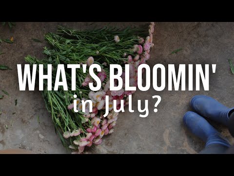 What's Blooming in July | Cut Flower Gardening | Zone 8b