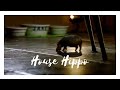 The North American House Hippo A Favourite Canadian Commercial From 1999