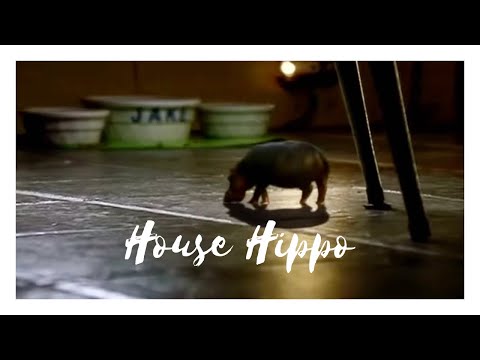 The North American house hippo. A favourite Canadian commercial from 1999.