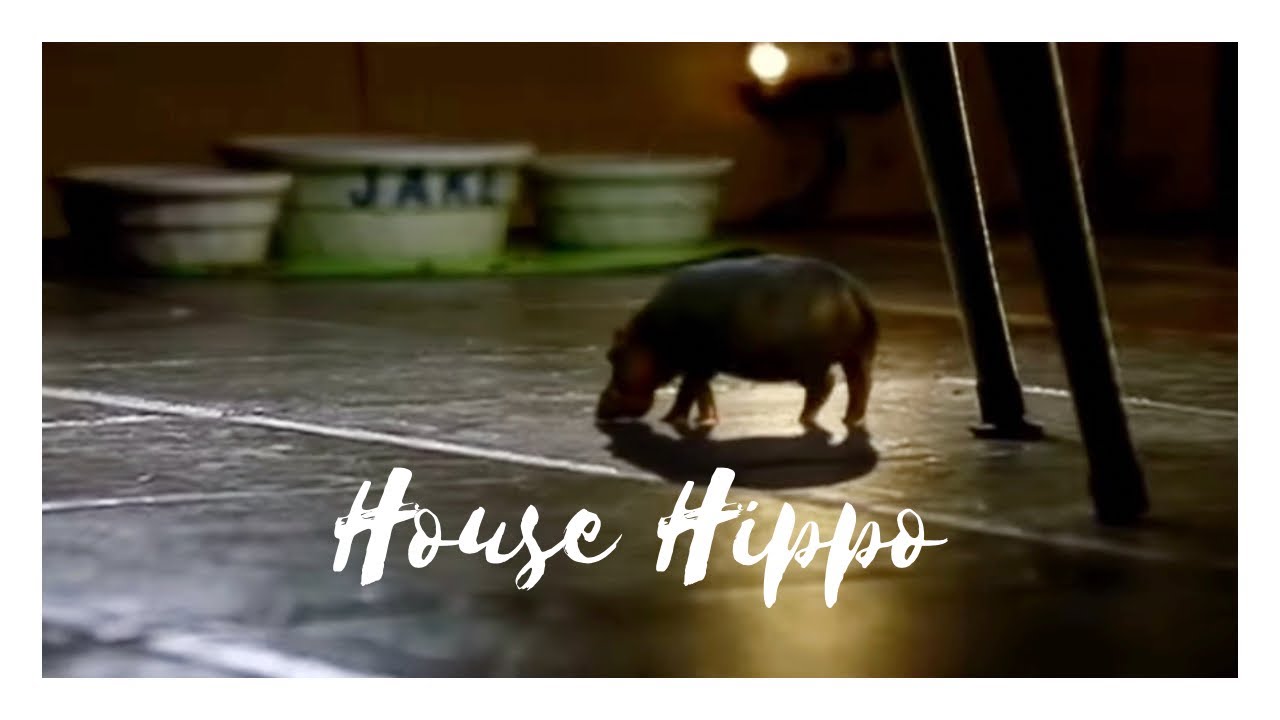The North American house hippo. A favourite Canadian commercial from 1999.