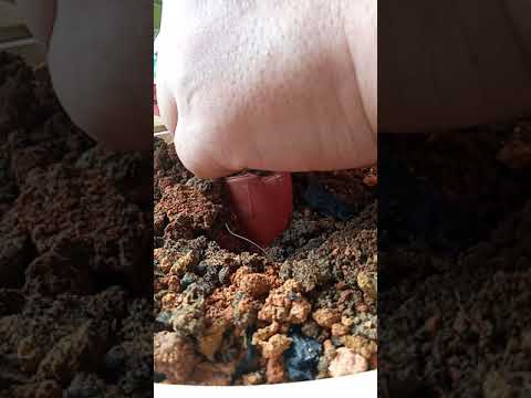 ( making octopus roots from cuting of adenium.1.11.2021)