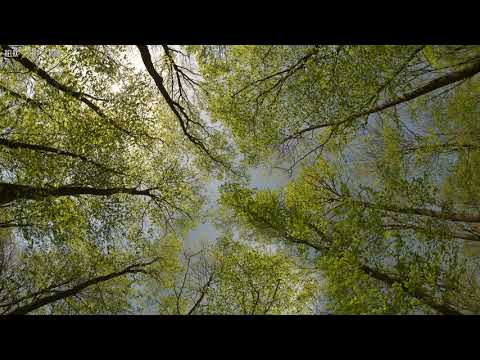A Quiet Day with Birds Singing and Light Wind in the Green Forest ...