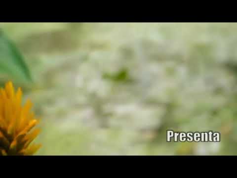 Los tiernos del vallenato - No fue mi error