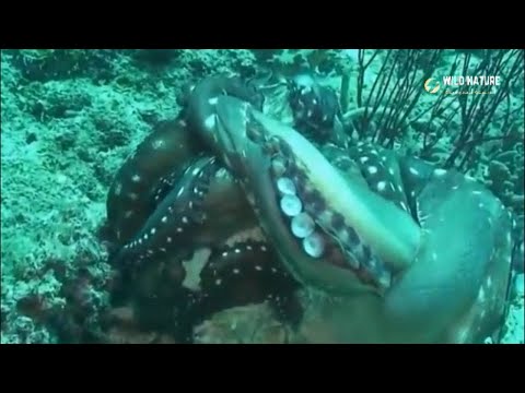 who will win in  Ocean battle Moray Eel Vs Octopus معركة بين ثعبان البحر واخطبوط #wild #octopus #