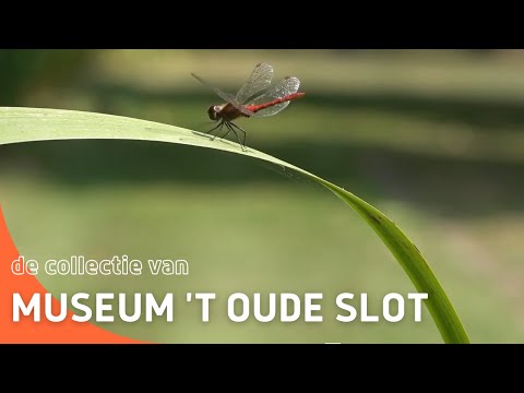 De collectie van Museum 't Oude Slot