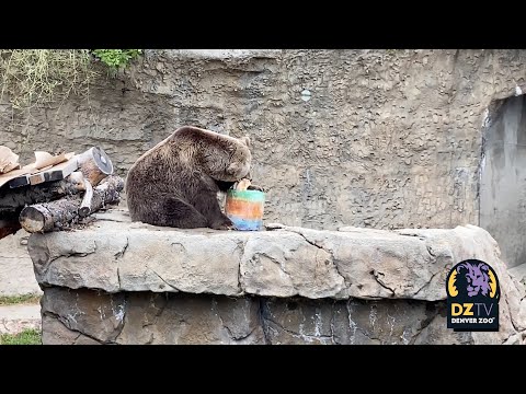 What Does Enrichment Look Like At Denver Zoo?