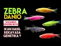 Ikan Hias Air Tawar Red Zebra
