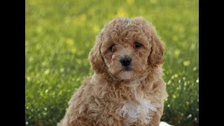 Video preview image #1 Maltipoo Puppy For Sale in MANHEIM, PA, USA