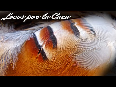 CAZA MENOR con Perro al Salto 💥¡Apasionante final de temporada!💥 2023