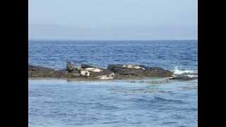 Seals off island of Egilsay Orkney Scotland UK