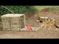 Build Unique Creative Powerful Wild Dog Trap Make From Traditional Bamboo Cage That Work 100%