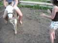 Donkey Ridin
