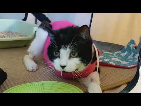 Luanne the senior cat's amputation recovery story