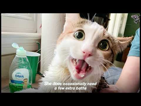 Special Needs Cat Love Life Despite its Challenges! SO CUTE | The Koala