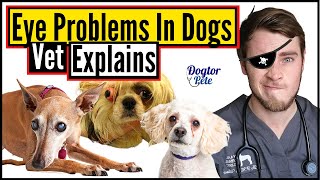 Top 10 Most Common Eye Conditions In Dogs | How To Treat Eye Infections In Dogs | Vet Explains