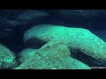 Chindongo saulosi Taiwane Reef (samice)