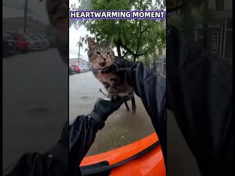 Phillies land All-Star closer Jhoan Duran ahead of MLB trade deadline❤️🐱❤️