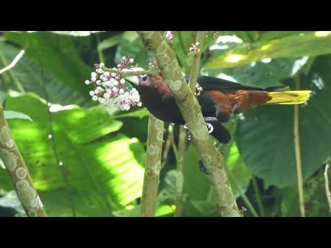 Chestnut-headed Oropendola, Psarocolius wagleri ridgwayi, Río Claro, Colombia, 21 Oct 2016