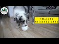 Doggy Village Prize ORB Judantis, interaktyvus kamuolys su Skanėstais vidutiniams ir dideliems šunims
