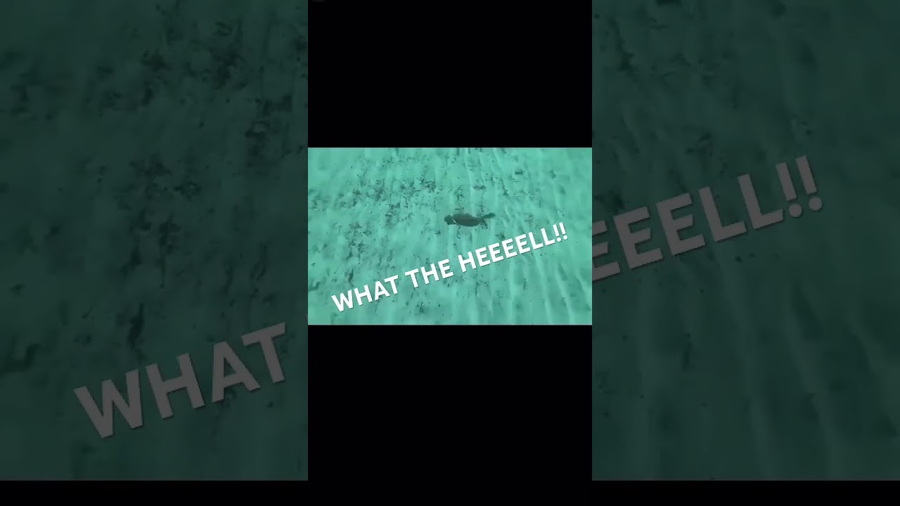 family friendly memes from reddit || #fyp #shorts #discord #meme