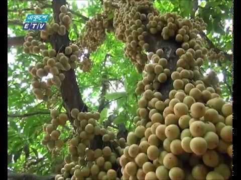 নরসিংদী ও কিশোরগঞ্জে বাড়ছে বাণিজ্যিক ভাবে লটকনের আবাদ