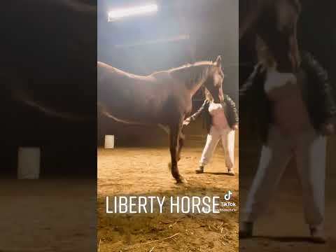 , title : 'My American Saddlebred, Horse at Liberty'