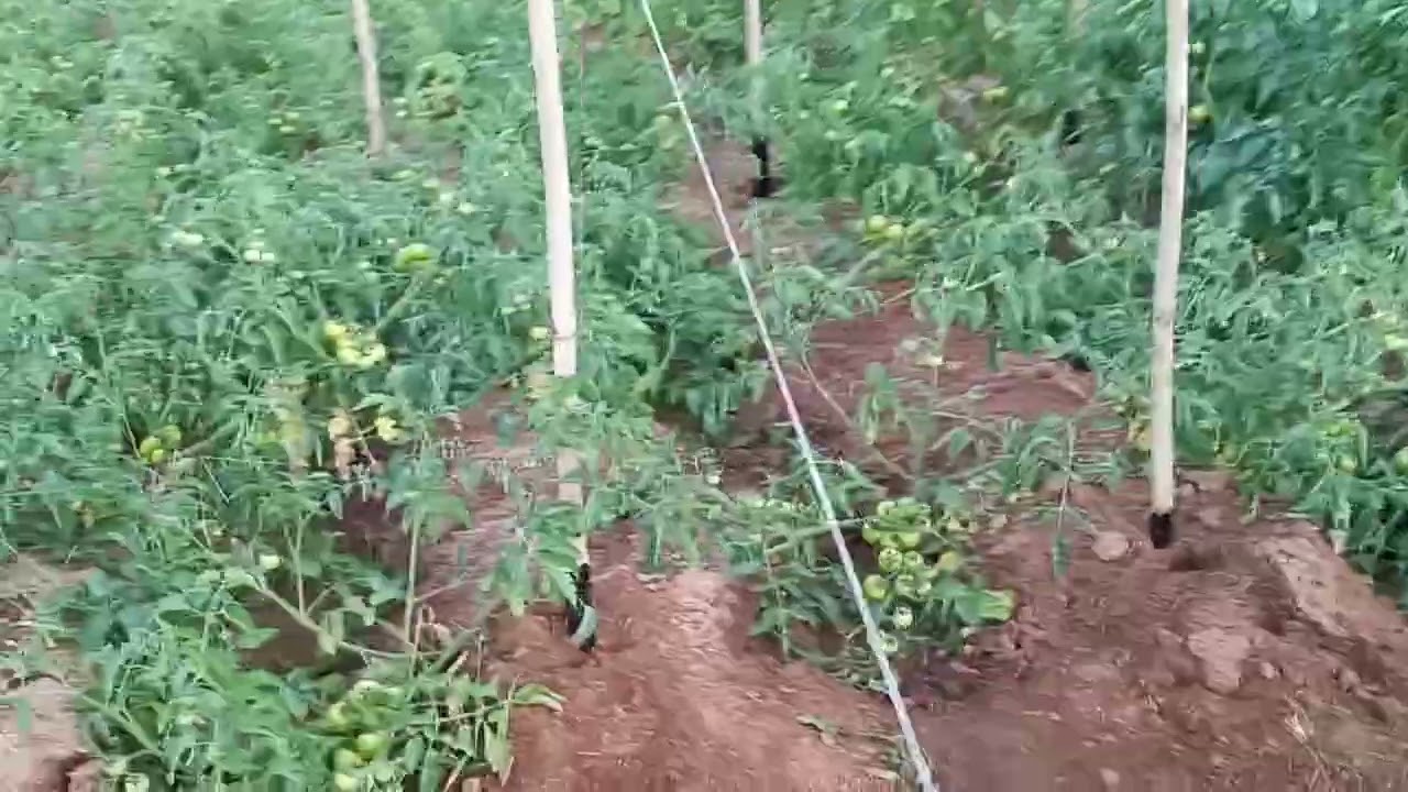 Syngenta Sahoo Tomato Cultivation through Staking method